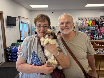 Helen, a Shih Tzu puppy from Pawrade