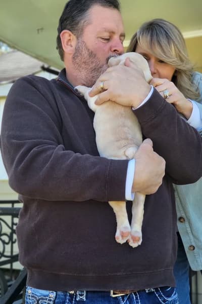 Matt, a French Bulldog puppy from Pawrade
