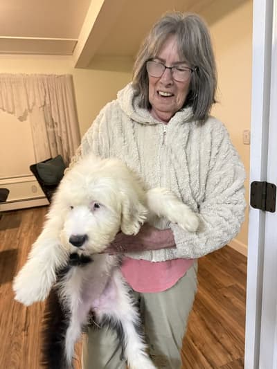 Penelope, a Old English Sheepdog puppy from Pawrade