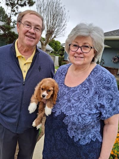 Daisy, a Cocker Spaniel puppy from Pawrade