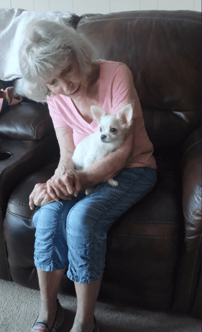 Charlie, a Chihuahua puppy from Pawrade