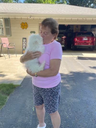 Henry, a Bichon Frise puppy from Pawrade