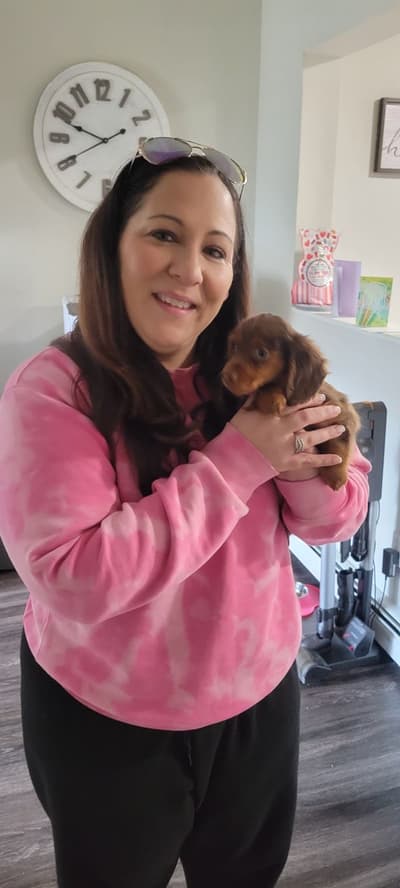 Sharon, a Dachshund puppy from Pawrade