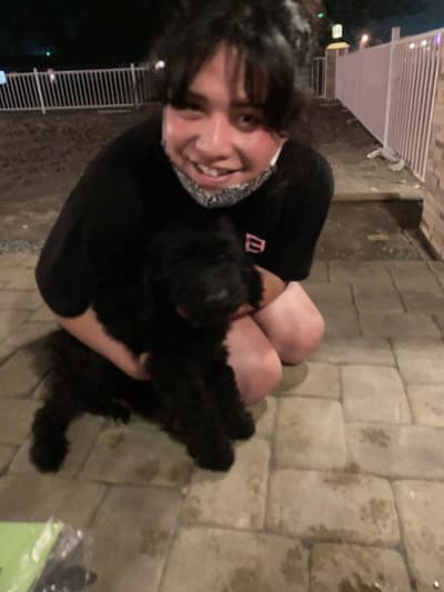 Ozzy, a Poodle, Standard puppy from Pawrade