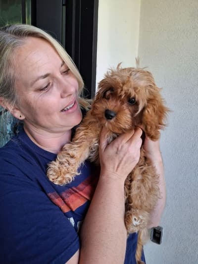 Kipper, a Cavapoo puppy from Pawrade