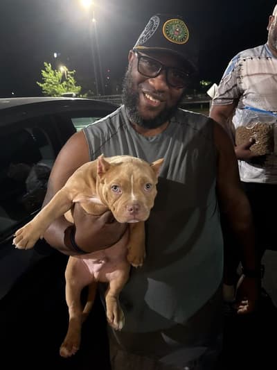 Mason, a American Bully puppy from Pawrade