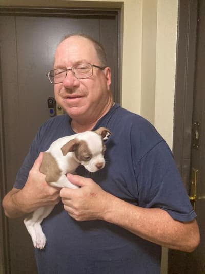 Caley, a Boston Terrier puppy from Pawrade