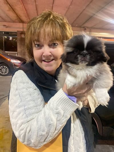 Paige, a Pekingese puppy from Pawrade