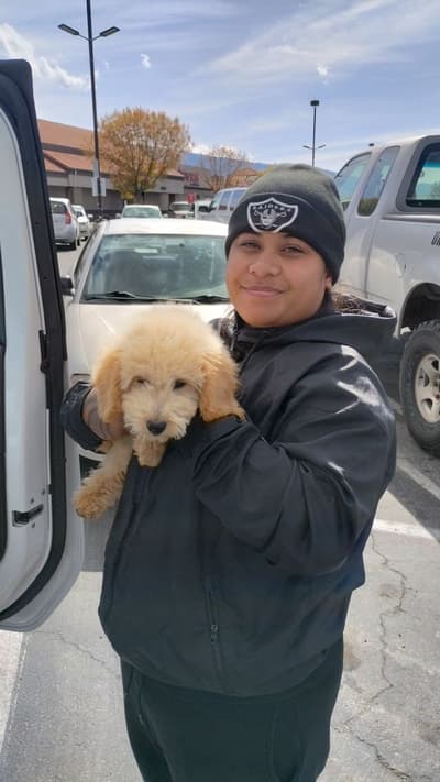 Nefertiti, a Goldendoodle, Mini puppy from Pawrade