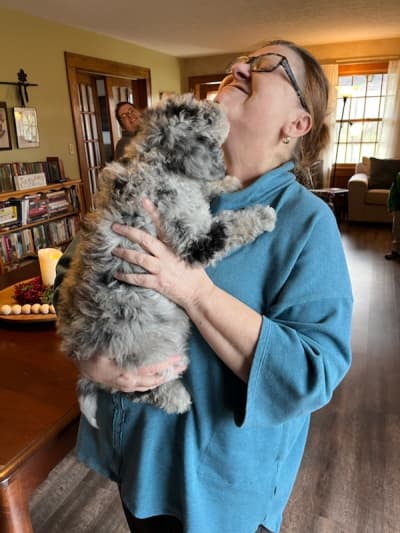 Eldon, a Labradoodle puppy from Pawrade