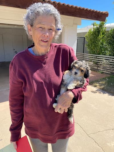 Sydney, a Bernedoodle, Mini puppy from Pawrade