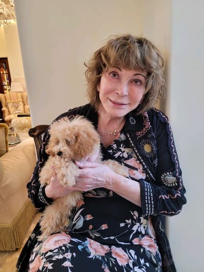 Boujee, a Poodle, Toy puppy from Pawrade