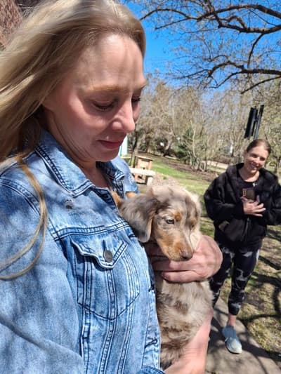 Ollie, a Dachshund, Mini puppy from Pawrade