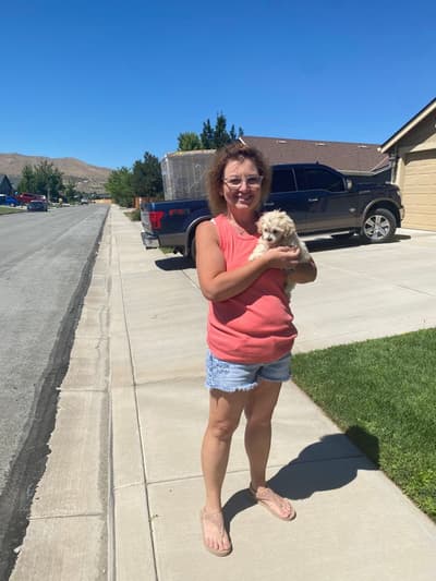Cora, a Shih-Poo - Shihpoo puppy from Pawrade