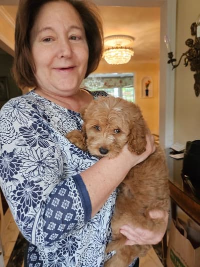 Sabine, a Goldendoodle, Mini puppy from Pawrade