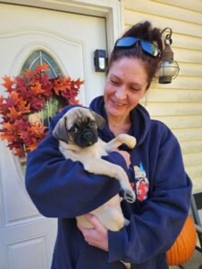 Grady, a Pug puppy from Pawrade
