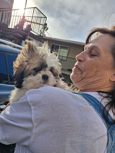 Bobby, a Shih Tzu puppy from Pawrade