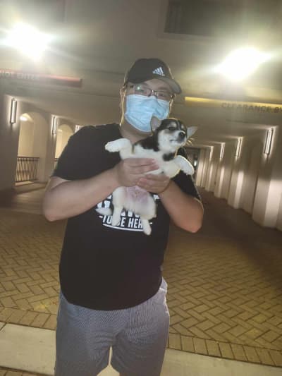 Ozzy, a Shiba Inu puppy from Pawrade
