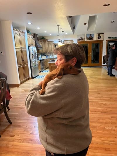 Harris, a Dachshund, Mini puppy from Pawrade