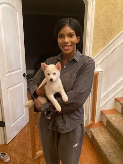 Osaka, a Shiba Inu puppy from Pawrade