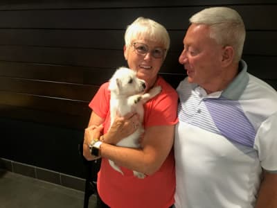 Weebly, a West Highland White Terrier - Westie puppy from Pawrade