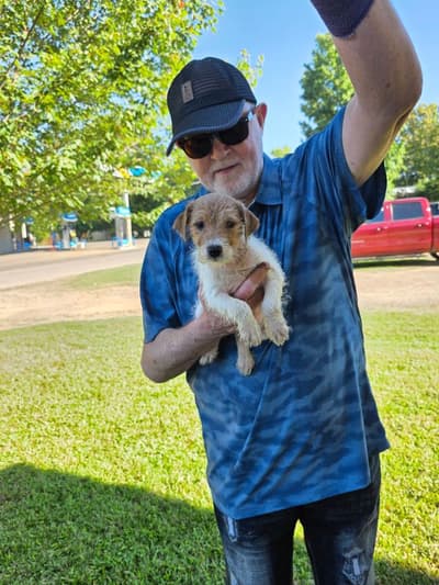 Champ, a Jack Russell Terrier puppy from Pawrade