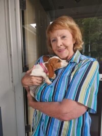 Cora, a Beaglier puppy from Pawrade