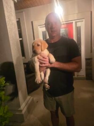 Darcy, a Labrador Retriever puppy from Pawrade