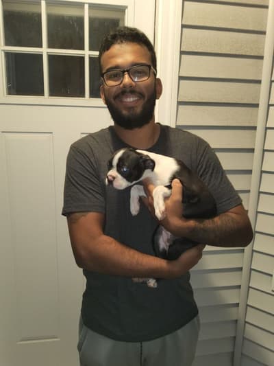Zadie, a Boston Terrier puppy from Pawrade