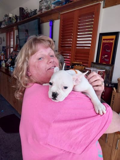 Drew, a French Bulldog puppy from Pawrade