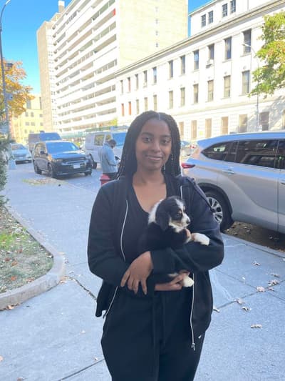 Breezy, a Miniature Australian Shepherd puppy from Pawrade