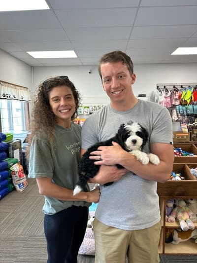 Ginger, a Bernedoodle, Mini puppy from Pawrade