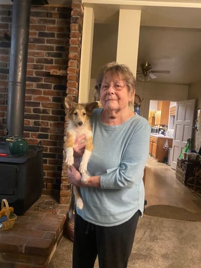 John, a Shetland Sheepdog - Sheltie puppy from Pawrade