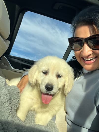 Truth, a English Golden Retriever puppy from Pawrade