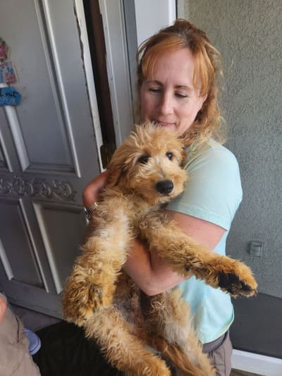 Herbie, a Goldendoodle puppy from Pawrade