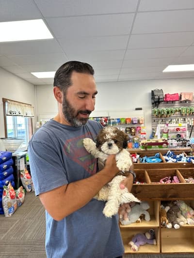 Stella, a Shih Tzu puppy from Pawrade