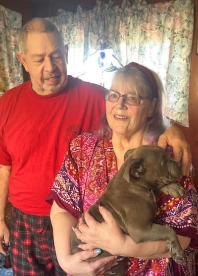 Henry, a American Bully puppy from Pawrade
