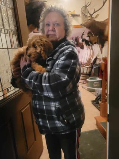 Brooks, a Goldendoodle, Mini puppy from Pawrade