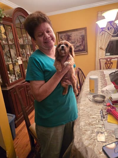 Charlie, a Cavalier King Charles Spaniel puppy from Pawrade