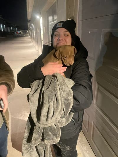 Easton, a American Pit Bull Terrier puppy from Pawrade