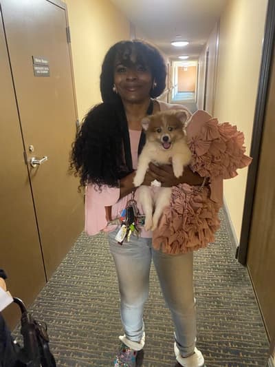 Enzo, a Pomeranian puppy from Pawrade
