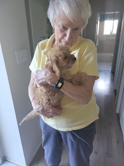 Cricket, a Cavapoo puppy from Pawrade