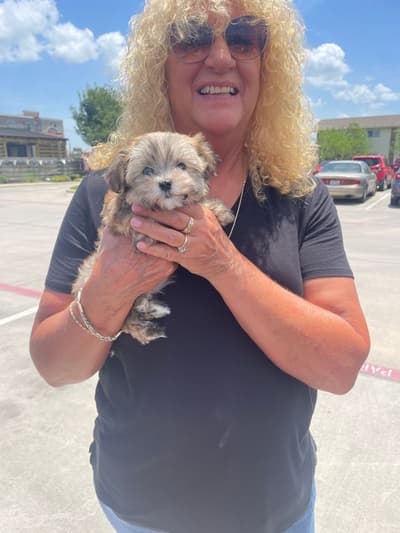 Kaitlin, a Malti Poo - Maltipoo puppy from Pawrade
