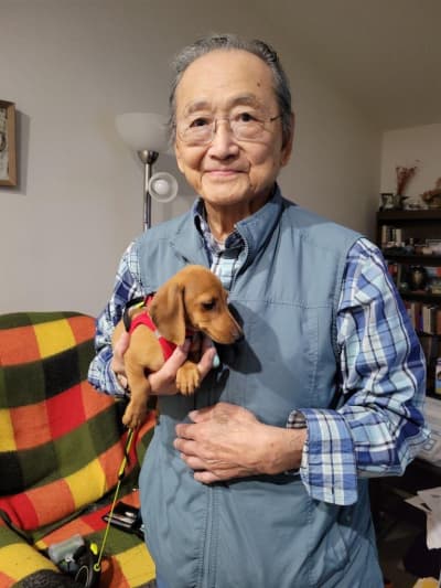 Paxton, a Dachshund, Mini puppy from Pawrade