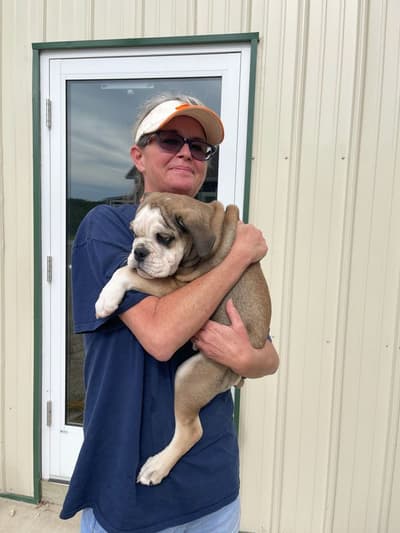 Iago, a English Bulldog puppy from Pawrade