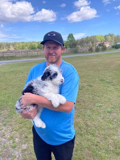 Jonny, a Aussiedoodle puppy from Pawrade