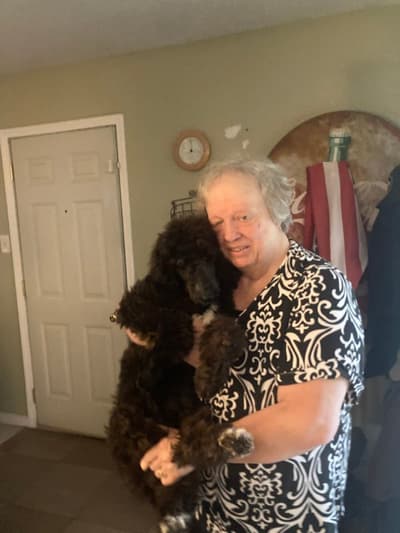 Brianna, a Poodle, Standard puppy from Pawrade