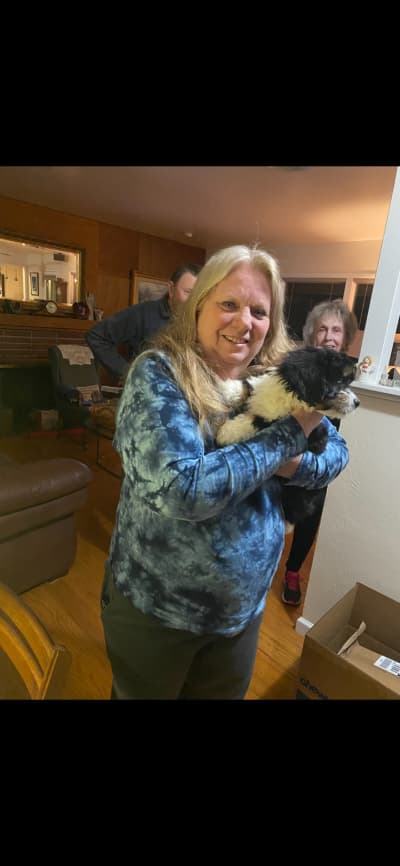 Jess, a Bernedoodle, Mini puppy from Pawrade