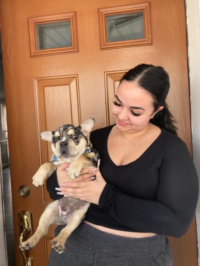 Jarvis, a French Bulldog puppy from Pawrade