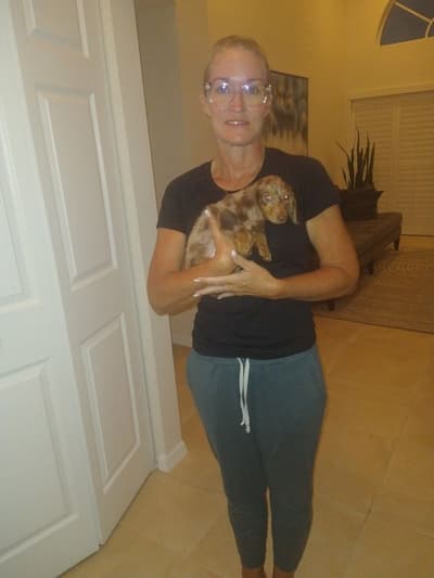 Duke, a Dachshund, Mini puppy from Pawrade